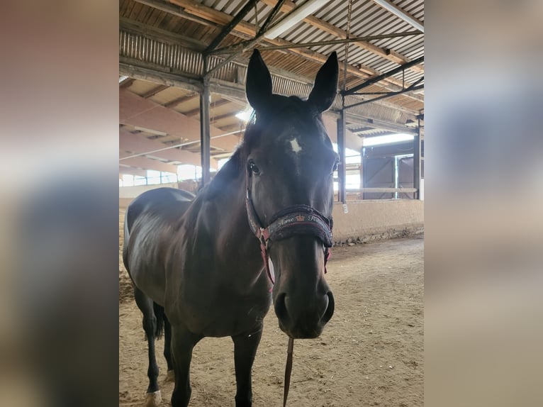 Folblut irlandzki Klacz 8 lat 165 cm Kara in Sarstedt