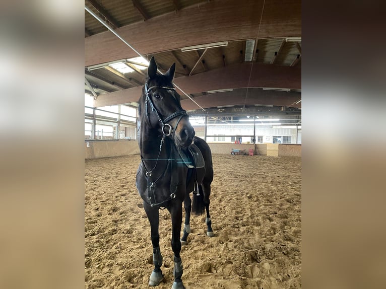 Folblut irlandzki Klacz 8 lat 165 cm Kara in Sarstedt