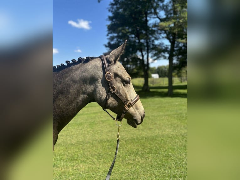 Folblut irlandzki Ogier 2 lat 152 cm Gniada in Kraków