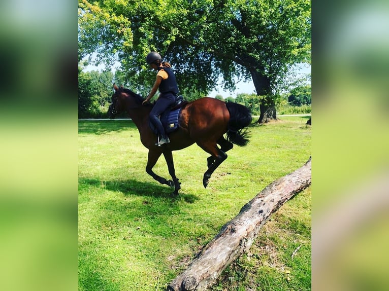 Folblut irlandzki Wałach 11 lat 165 cm Gniada in Zele