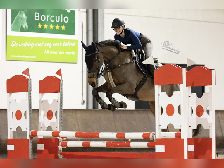 Folblut irlandzki Wałach 13 lat 163 cm Gniada in Zutphen