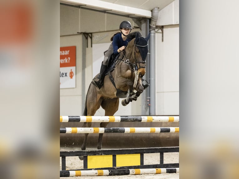 Folblut irlandzki Wałach 13 lat 163 cm Gniada in Zutphen