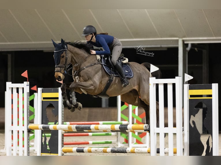 Folblut irlandzki Wałach 13 lat 163 cm Gniada in Zutphen