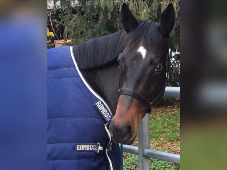 Folblut irlandzki Wałach 13 lat 165 cm Gniada in Niffer