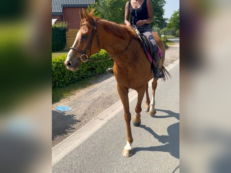 Folblut irlandzki Wałach 14 lat 165 cm Kasztanowata in bornem