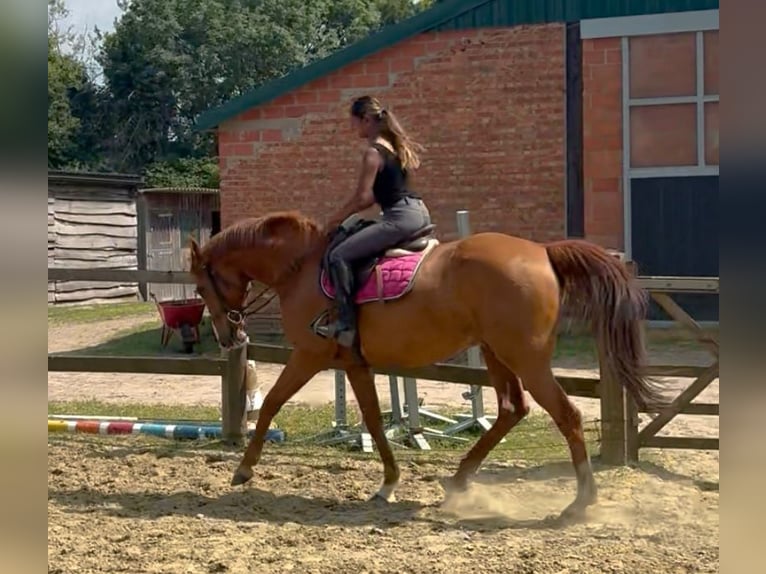 Folblut irlandzki Wałach 14 lat 165 cm Kasztanowata in bornem