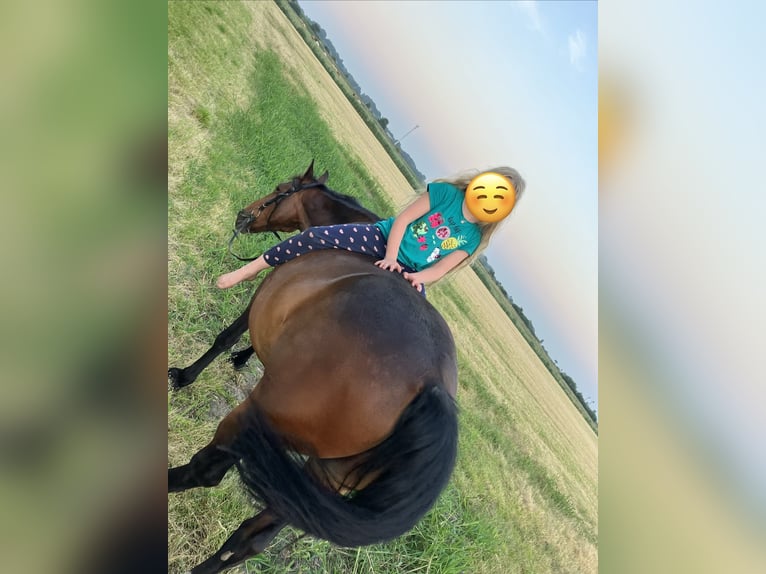 Folblut irlandzki Wałach 17 lat 152 cm Ciemnogniada in Schlichting