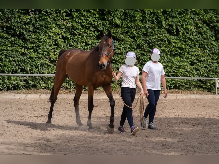 Folblut irlandzki Wałach 7 lat 160 cm Gniada in Alsbach-Hähnlein