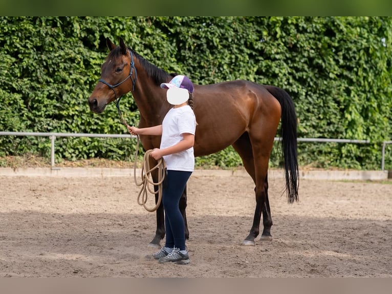 Folblut irlandzki Wałach 7 lat 160 cm Gniada in Alsbach-Hähnlein