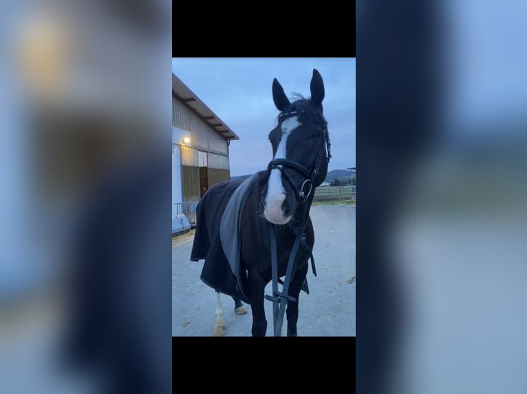 Folblut irlandzki Wałach 8 lat 160 cm in Ansbach