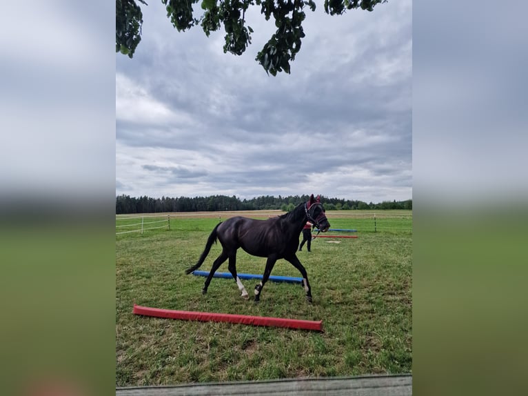 Folblut irlandzki Wałach 8 lat 160 cm in Ansbach