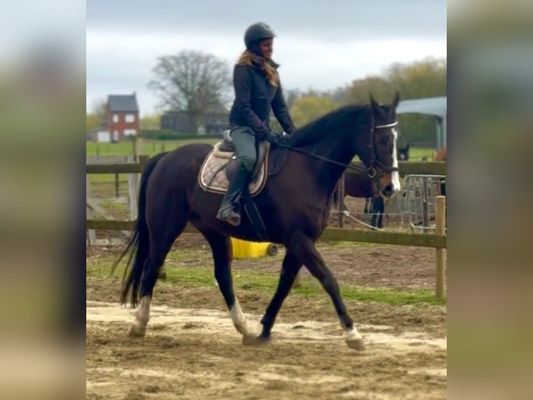 Folblut irlandzki Wałach 8 lat 165 cm Ciemnogniada in Bornem