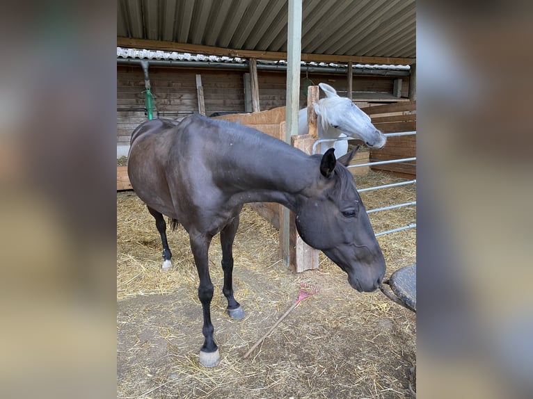 Folblut irlandzki Wałach 10 lat 160 cm Kara in Steißlingen