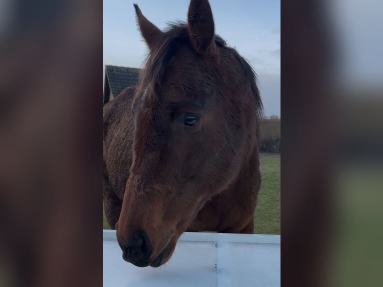 Folblut irlandzki Wałach 10 lat 165 cm Jasnogniada in Hoeven