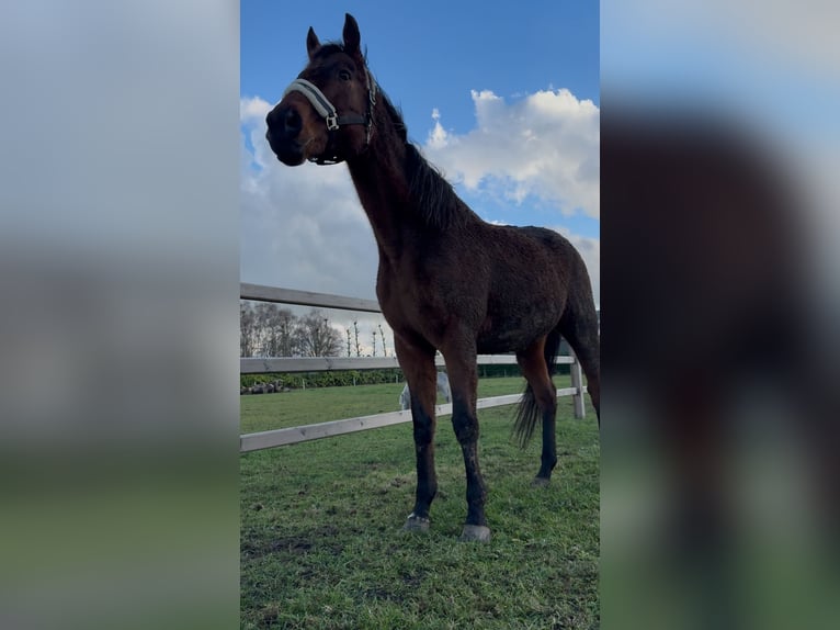 Folblut irlandzki Wałach 10 lat 165 cm Jasnogniada in Hoeven