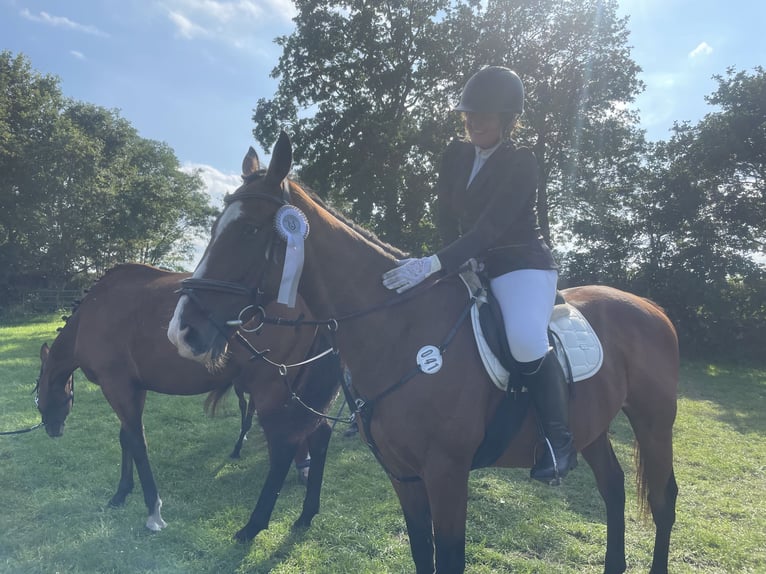 Folblut irlandzki Wałach 16 lat 166 cm Gniada in Rastede