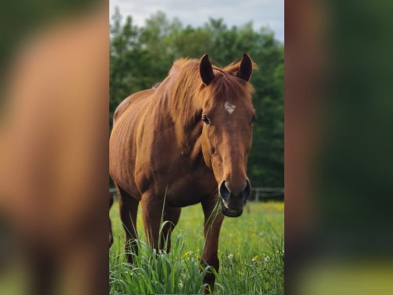 Folblut irlandzki Wałach 18 lat 170 cm Kasztanowata in Elsterwerda