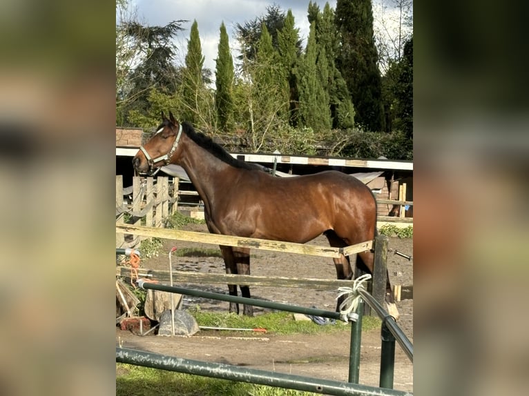 Folblut irlandzki Wałach 5 lat 160 cm Gniada in Schiedam