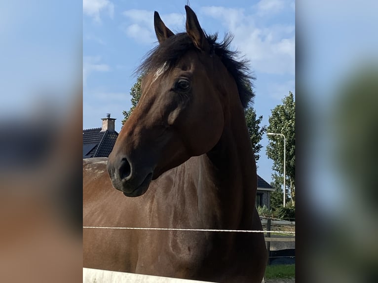 Folblut irlandzki Wałach 5 lat 160 cm Gniada in Schiedam