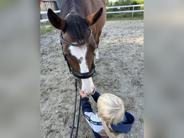 Folblut irlandzki Wałach 5 lat 163 cm Gniada in Visselhövede