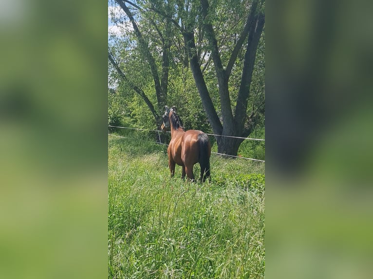 Folblut irlandzki Wałach 6 lat 163 cm Gniada in Elsteraue