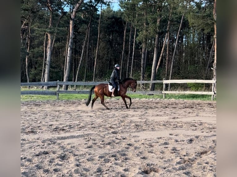 Folblut irlandzki Wałach 6 lat 163 cm Gniada in Elsteraue