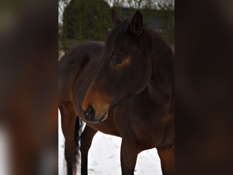 Folblut irlandzki Wałach 6 lat 164 cm Gniada in Wijk bij Duurstede