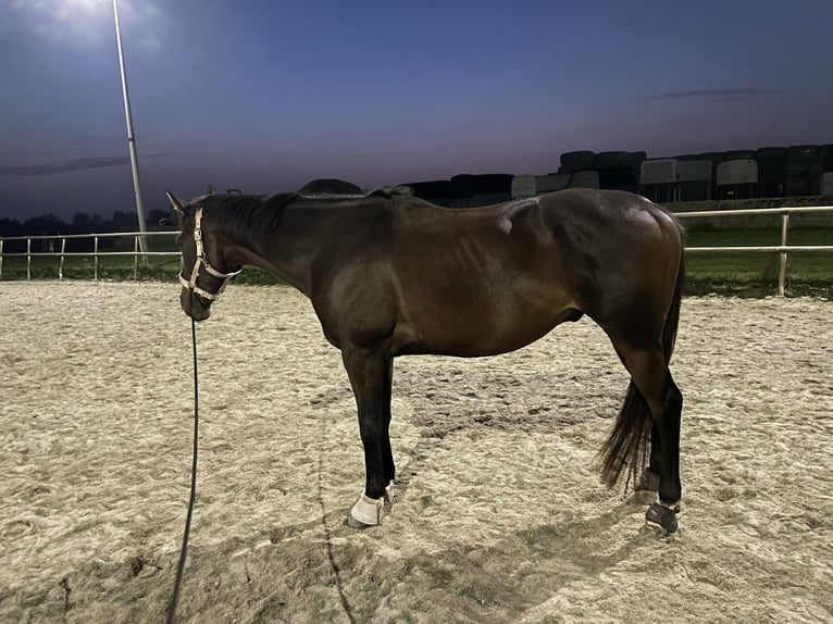 Folblut irlandzki Wałach 6 lat 164 cm Gniada in Wijk bij Duurstede