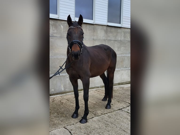 Folblut irlandzki Wałach 6 lat 165 cm Ciemnogniada in Hecklingen