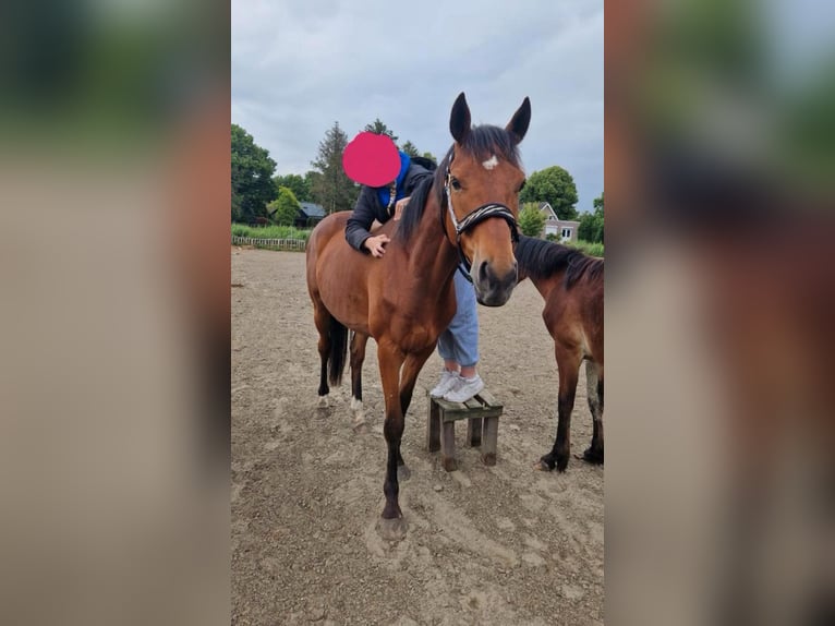 Folblut irlandzki Wałach 6 lat 165 cm Jasnogniada in Bergen op Zoom