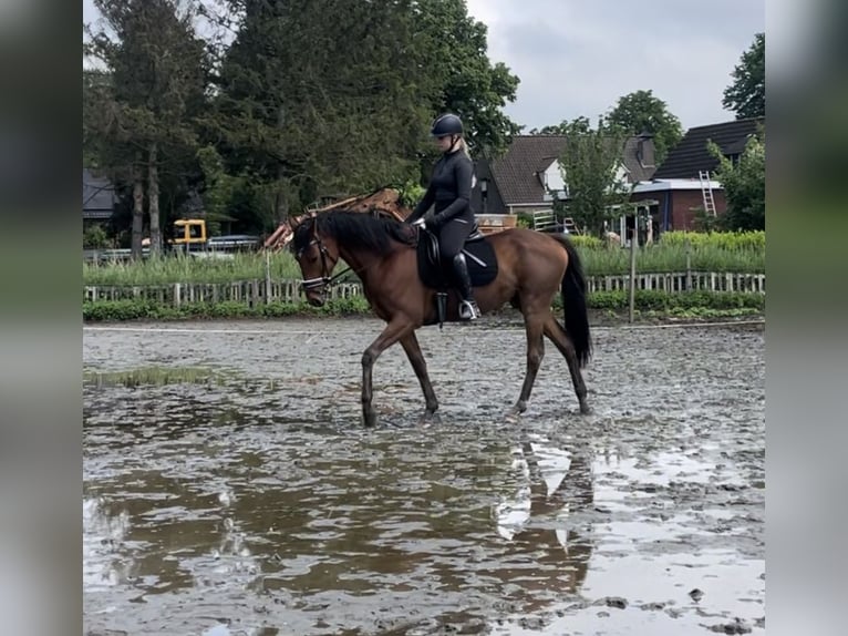 Folblut irlandzki Wałach 6 lat 165 cm Jasnogniada in Bergen op Zoom