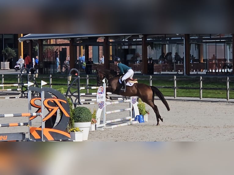 Folblut irlandzki Wałach 8 lat 162 cm Gniada in Valkenswaard