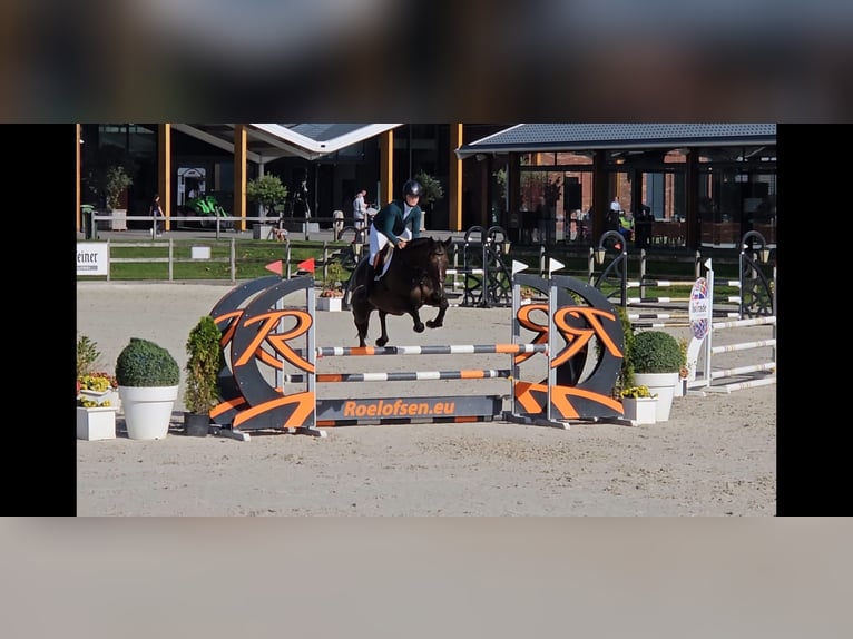 Folblut irlandzki Wałach 8 lat 162 cm Gniada in Valkenswaard