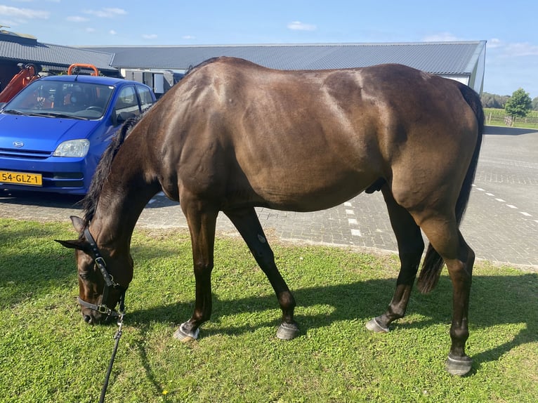 Folblut irlandzki Wałach 8 lat 162 cm Gniada in Valkenswaard