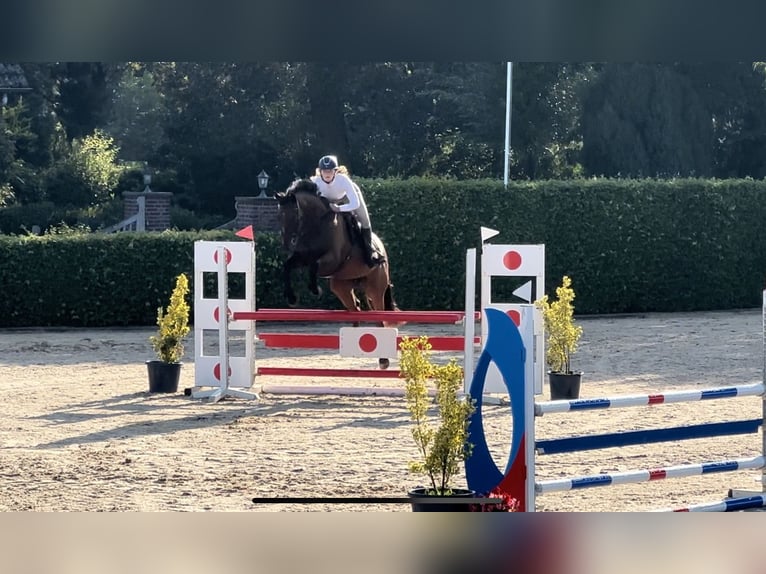 Folblut irlandzki Wałach 8 lat 162 cm Gniada in Valkenswaard