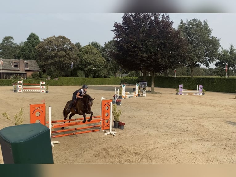 Folblut irlandzki Wałach 8 lat 162 cm Gniada in Valkenswaard