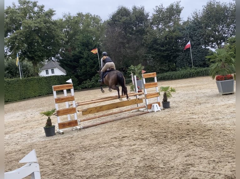 Folblut irlandzki Wałach 8 lat 162 cm Gniada in Valkenswaard