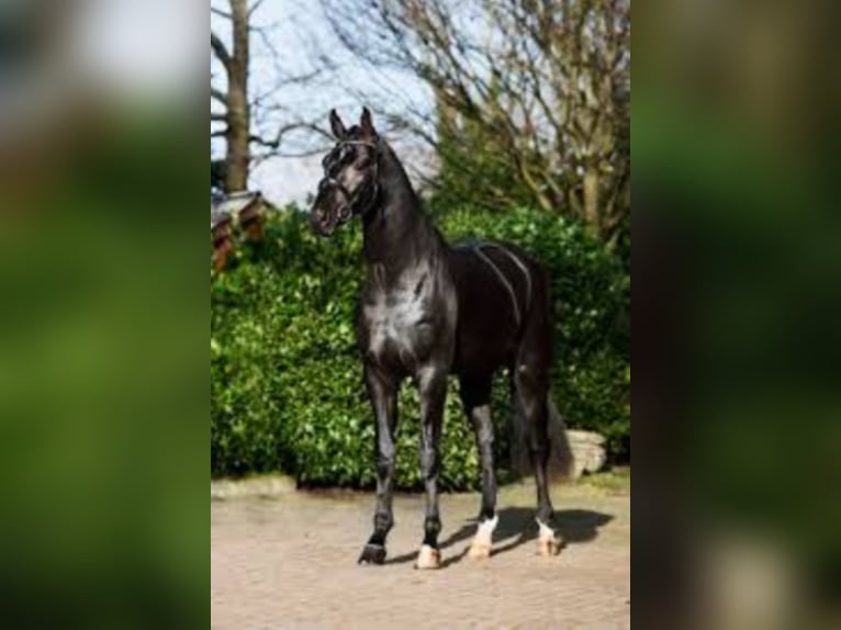 FONTAINE TN Hanoverian Stallion Black in GEESTEREN