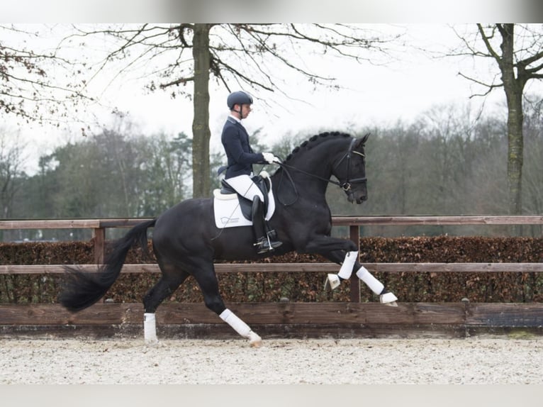FONTAINE TN Hanoverian Stallion Black in GEESTEREN
