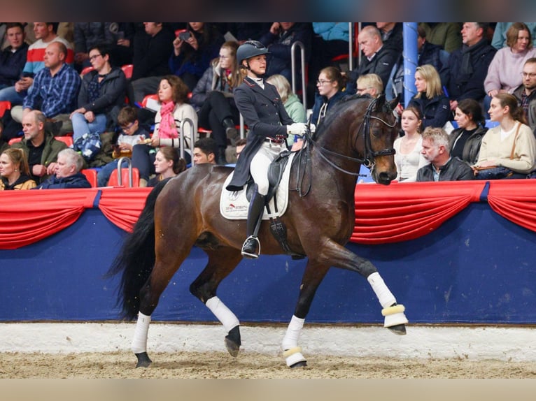 FOR DANCE Rijnlander Hengst Bruin in Lemwerder