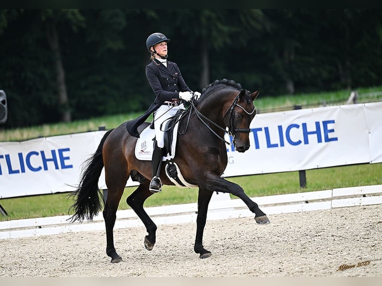 FOR DANCE Rijnlander Hengst Bruin in Lemwerder