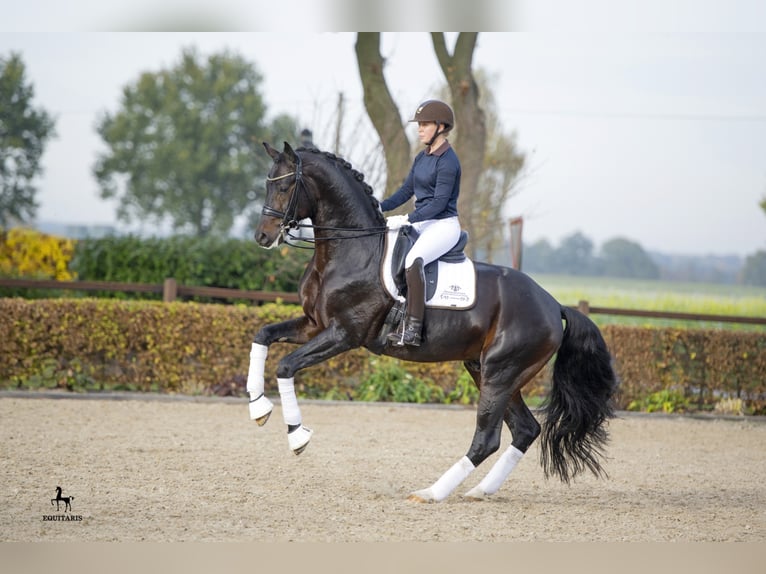 FOR ROMANCE OLD Oldenburg Stallone Baio scuro in Löningen