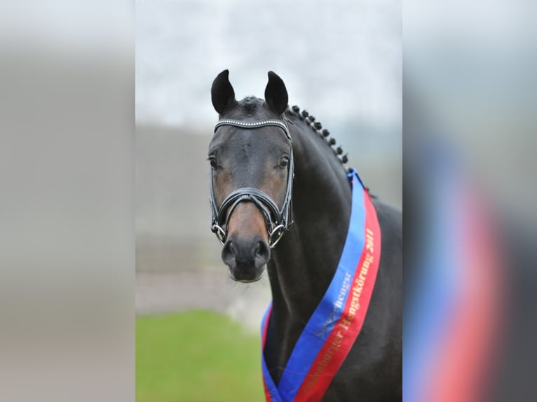 FOR ROMANCE OLD Oldenburg Stallone Baio scuro in Löningen