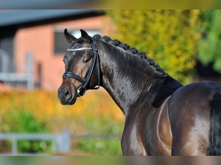 FOR ROMANCE OLD Oldenburg Stallone Baio scuro in Löningen