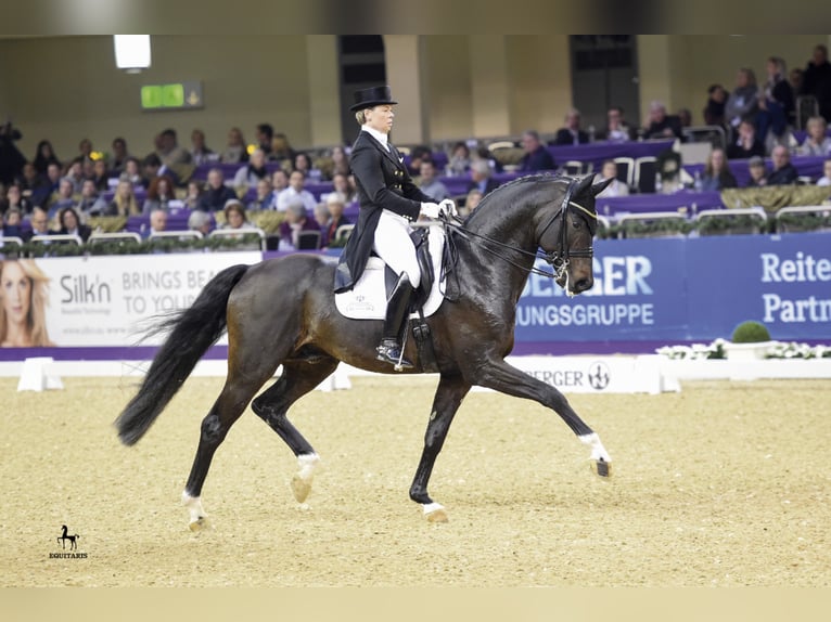 FOR ROMANCE OLD Oldenburg Stallone Baio scuro in Löningen