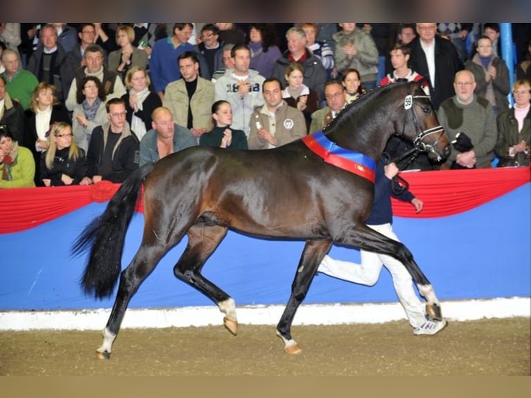 FOR ROMANCE OLD Oldenburg Stallone Baio scuro in Löningen
