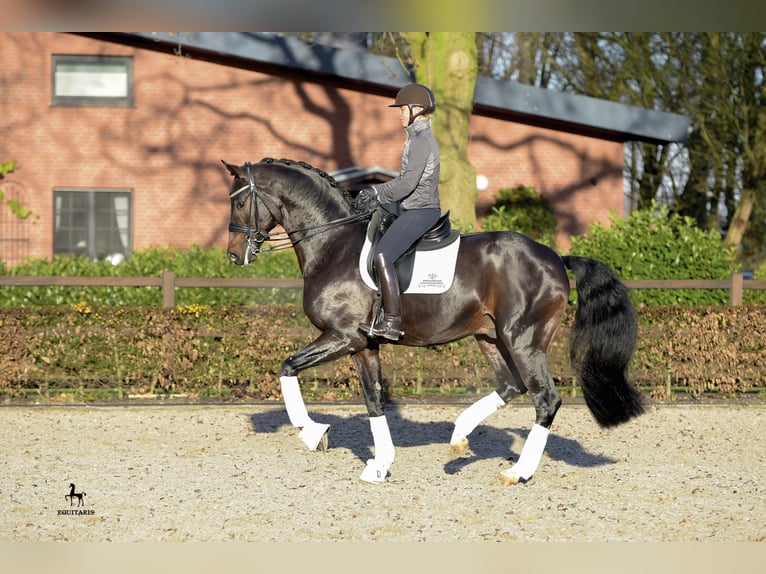 FOR ROMANCE OLD Oldenburg Stallone Baio scuro in Löningen