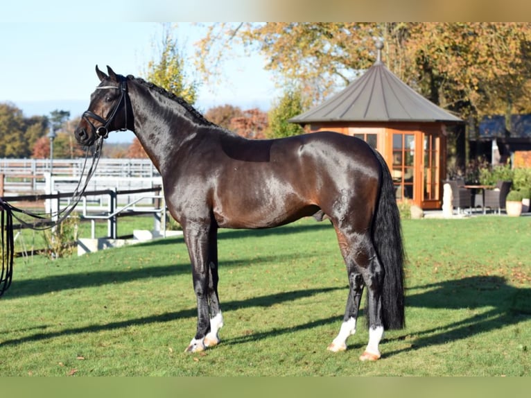 FOR ROMANCE OLD Oldenburg Stallone Baio scuro in Löningen