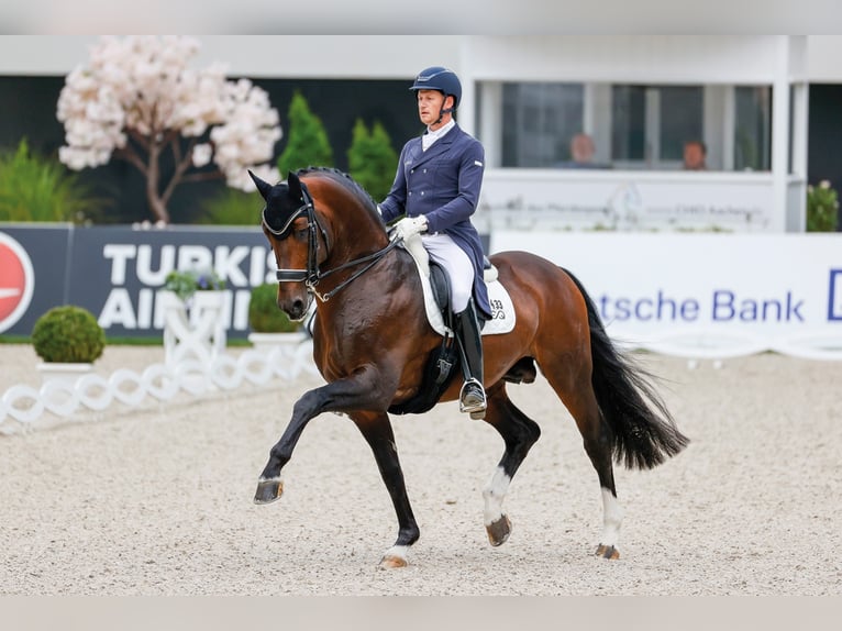 FOUNDATION Hannover Stallone Baio in Kronberg im Taunus