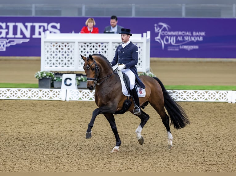 FOUNDATION Hannover Stallone Baio in Kronberg im Taunus